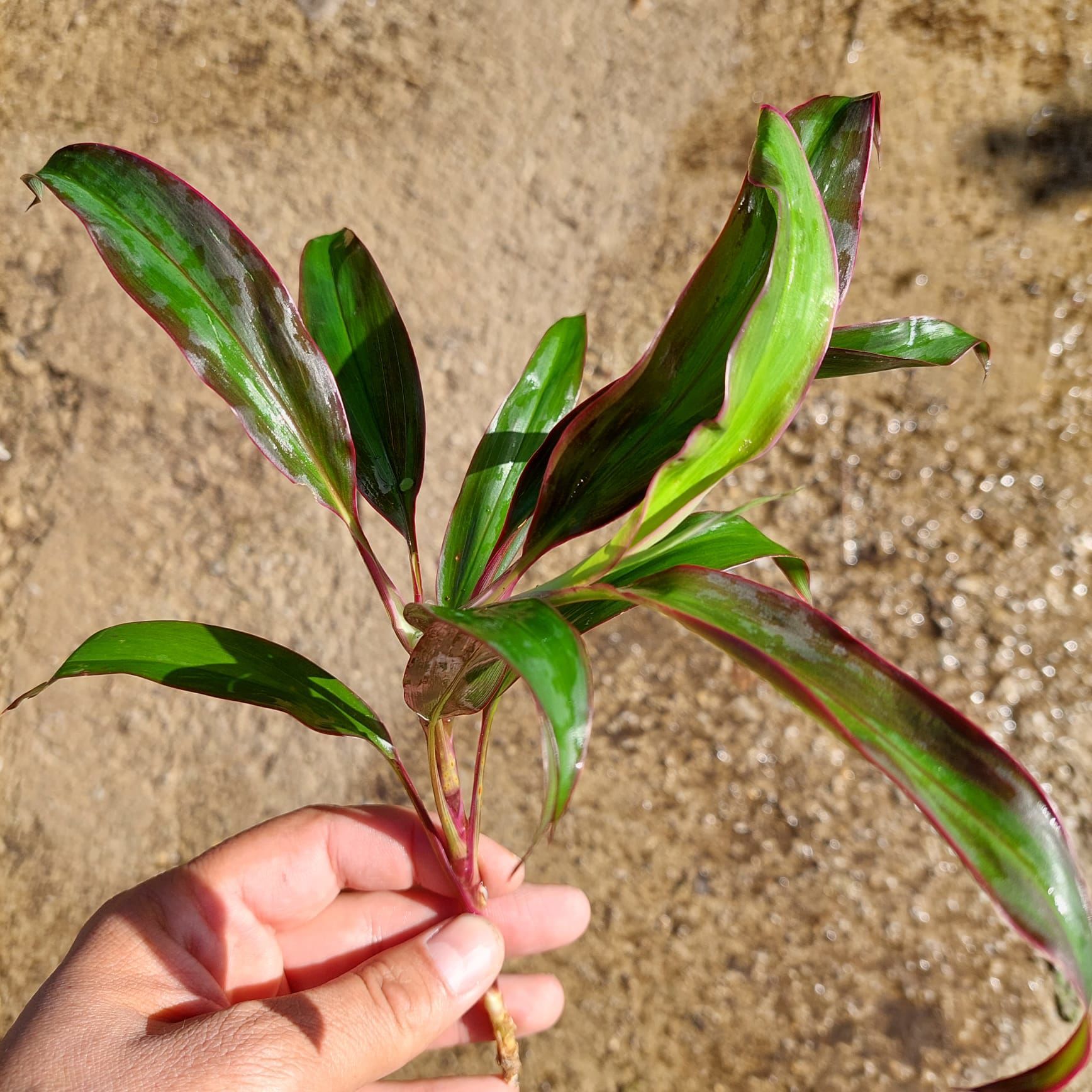 Cordyline red edge