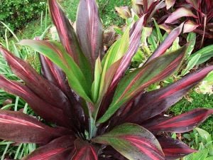 Cordyline red edge