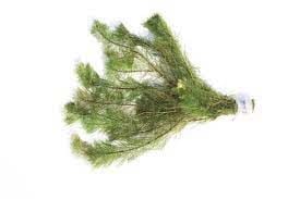 Myriophyllum scabratum BUKET