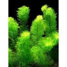 Myriophyllum scabratum BUKET