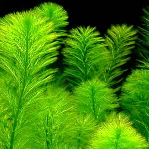 Myriophyllum scabratum BUKET