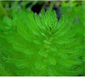 Myriophyllum scabratum BUKET