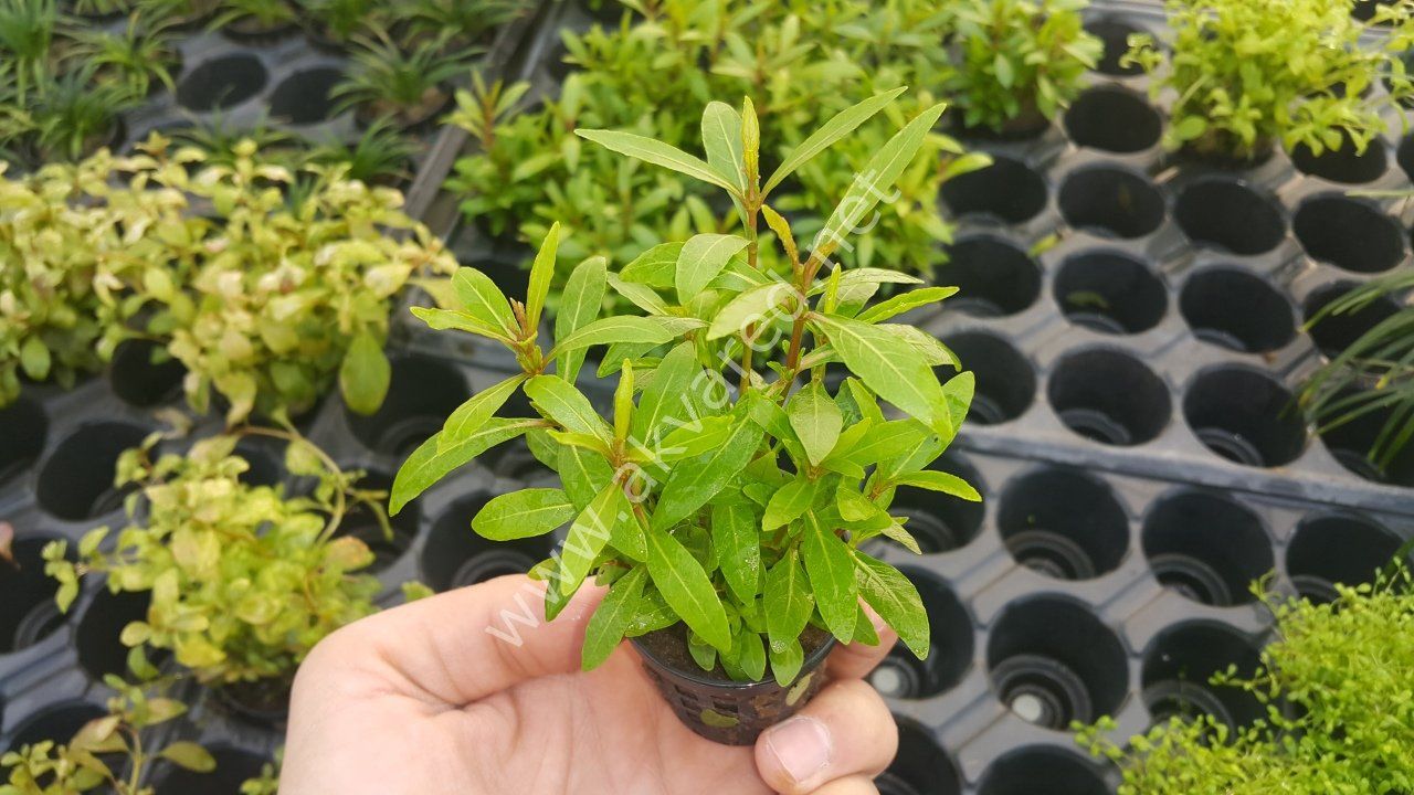 Hygrophila araguaia BUKET