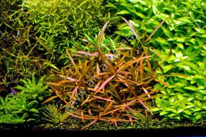 Hygrophila araguaia BUKET