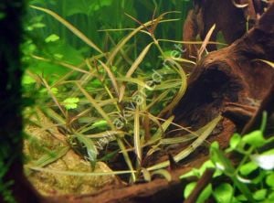 Hygrophila araguaia BUKET