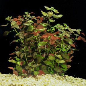 Ludwigia repens (Gül) IN VITRO
