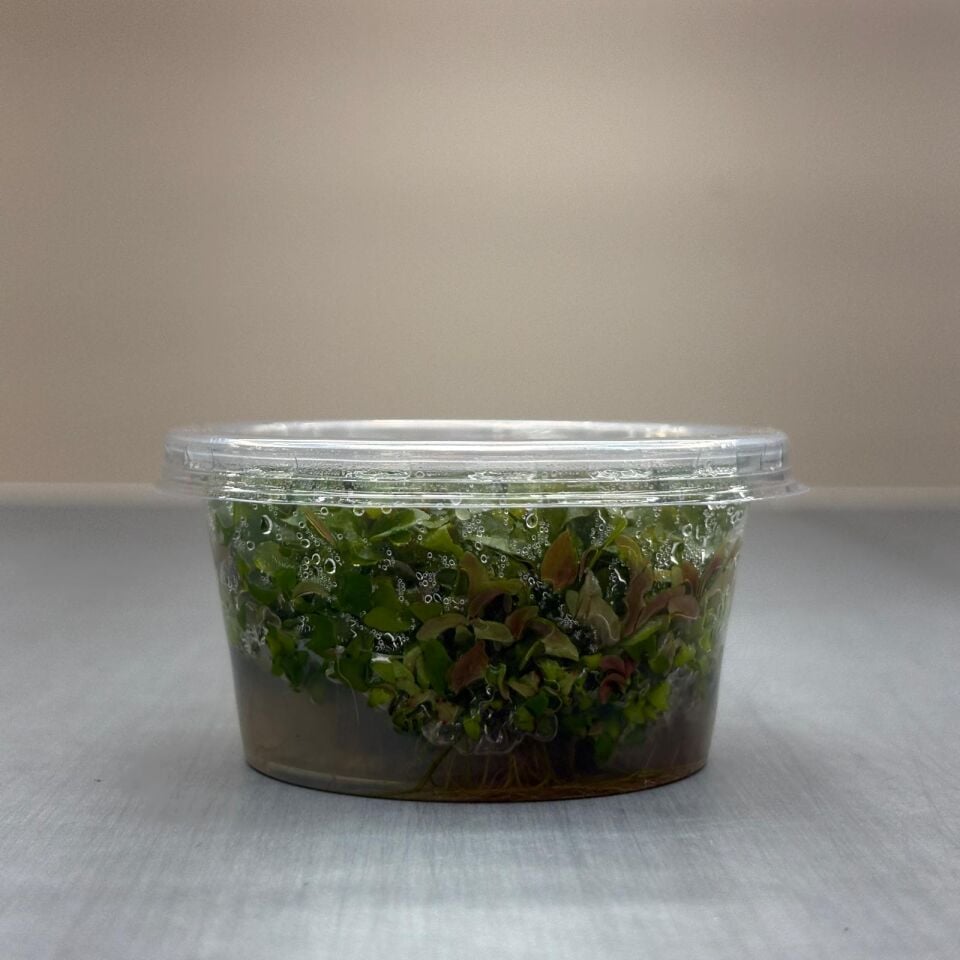 Ludwigia repens (Gül) IN VITRO