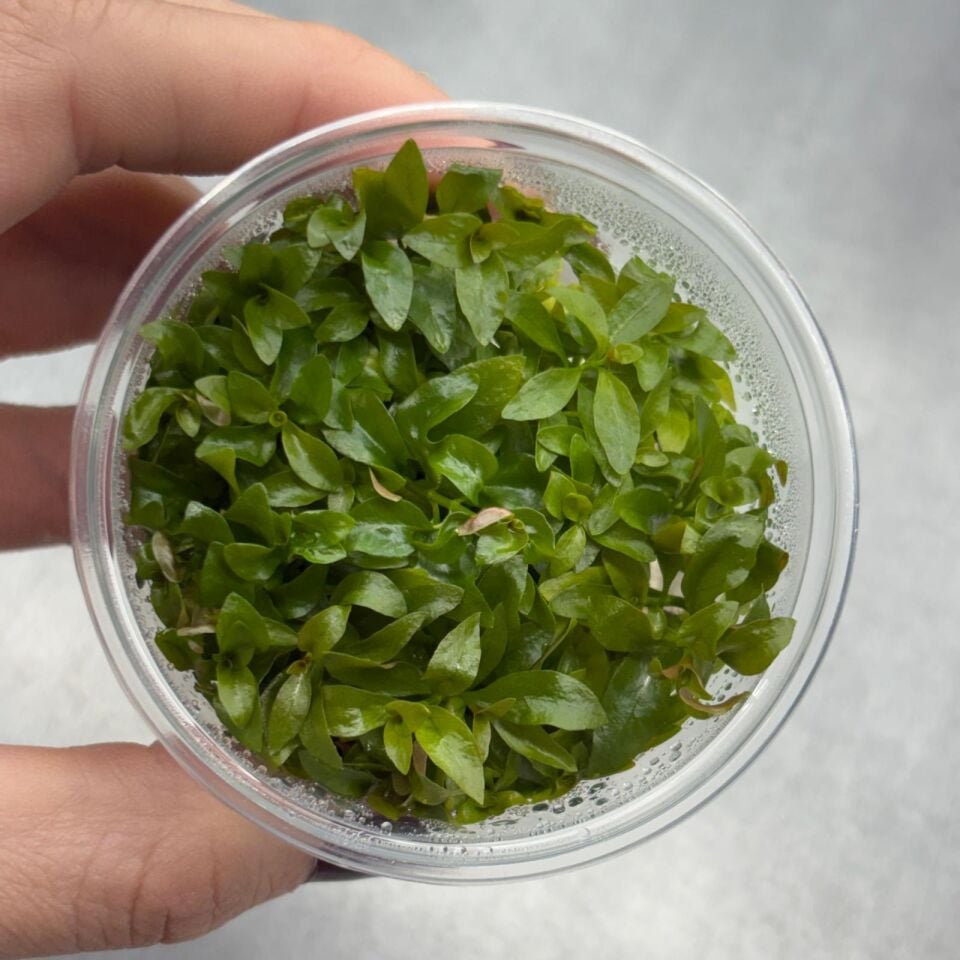 Ludwigia repens (Gül) IN VITRO CUP