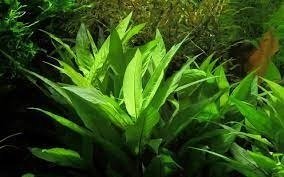 Hygrophila corymbosa (Limon) IN VITRO CUP