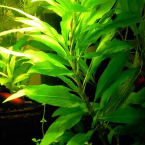 Hygrophila corymbosa (Limon) IN VITRO CUP