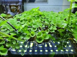Salvinia auriculata mini EXVITRO