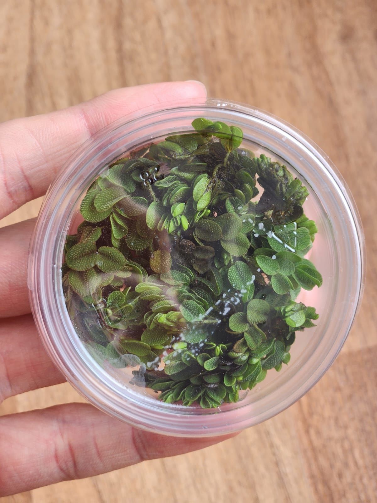 Salvinia auriculata mini EXVITRO