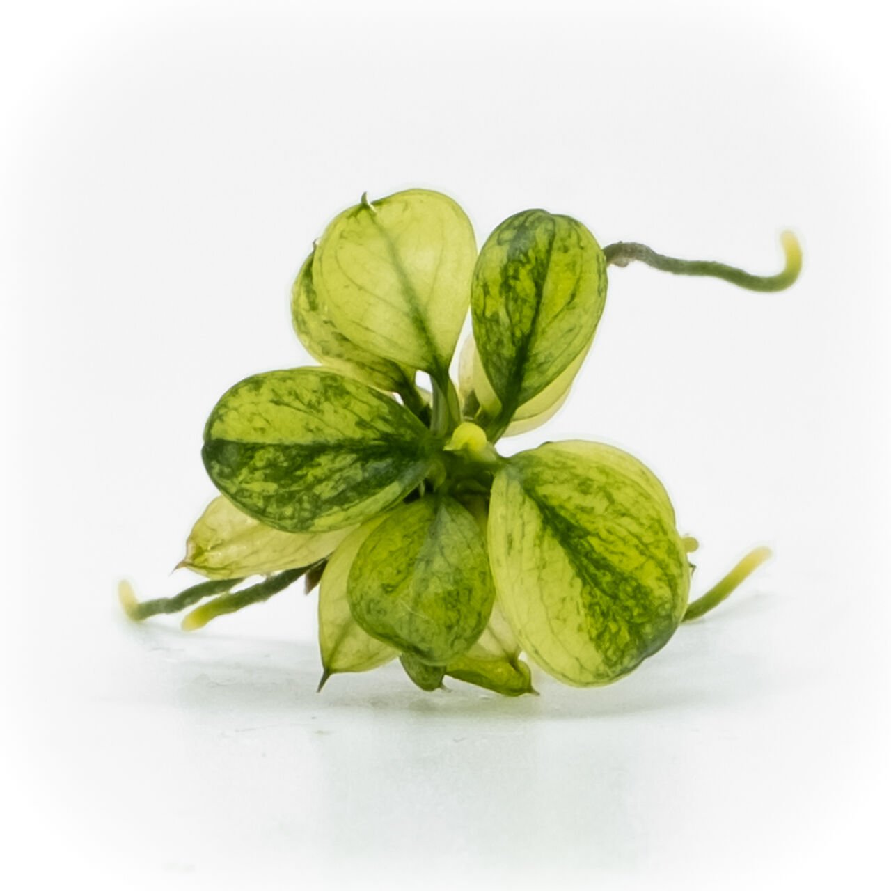 Anubias nana pinto EX VITRO