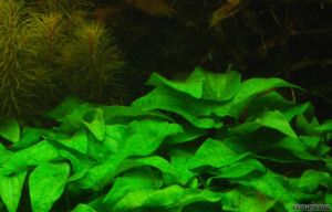 Saururus cernuus SAKSI