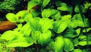 Saururus cernuus SAKSI