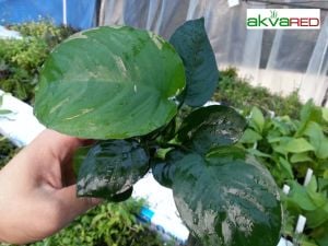 Anubias barteri broad leaf Büyük Boy ADET