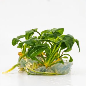 Anubias hastifolia EX VITRO