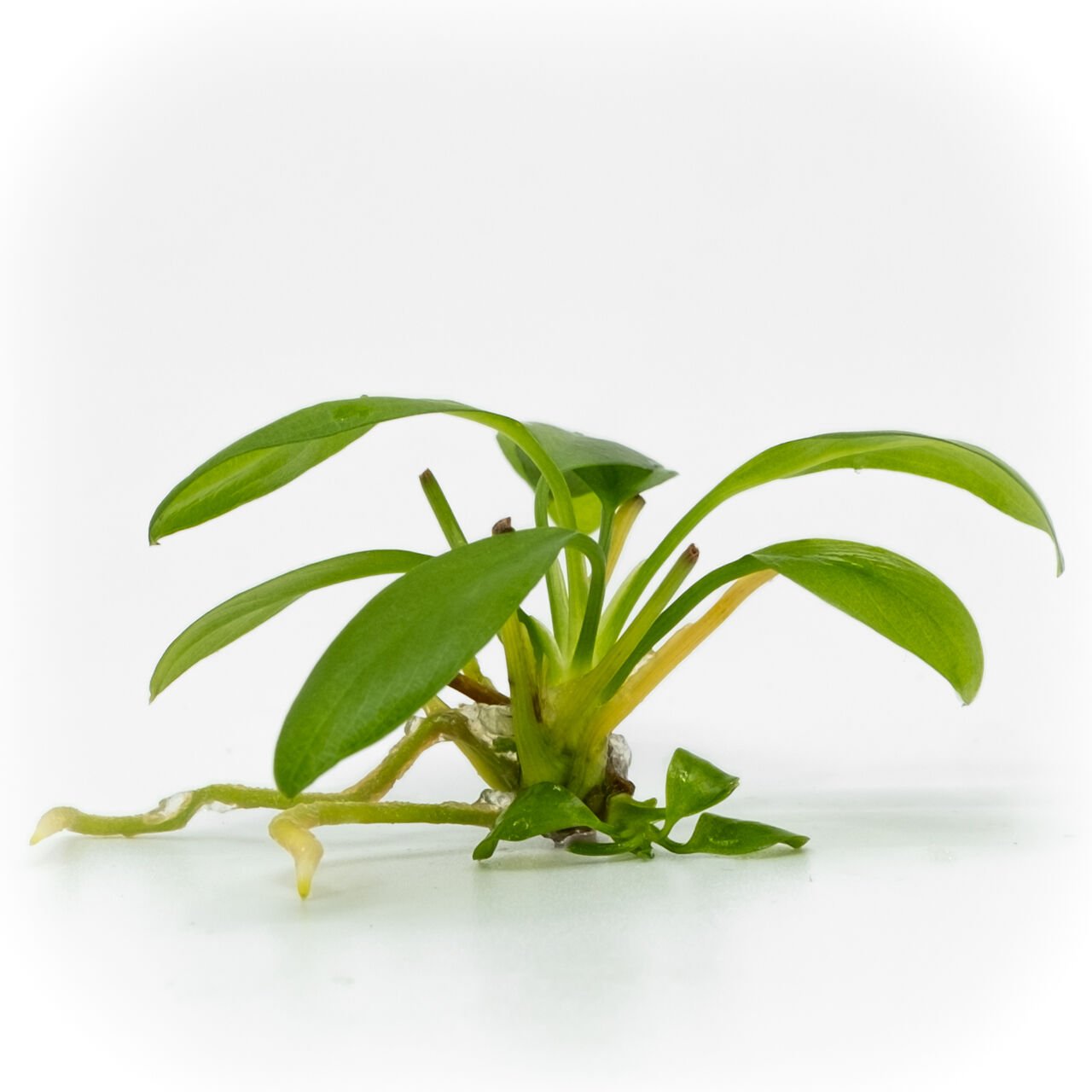 Anubias hastifolia EX VITRO