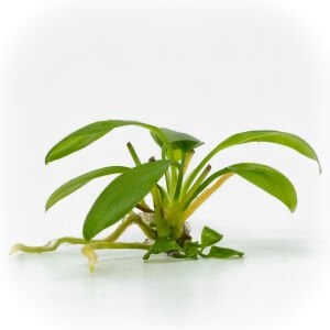 Anubias hastifolia EXVITRO