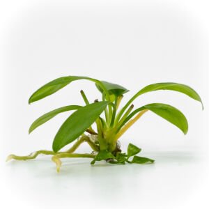 Anubias hastifolia EX VITRO