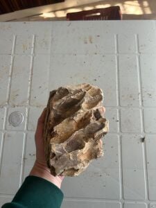 Aqua Boutique Dragon Stone L BOY