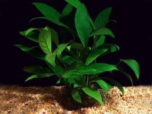 Anubias lanceolata Büyük Boy ADET