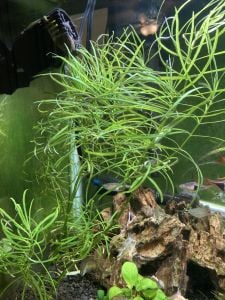 Pogostemon octopus BUKET