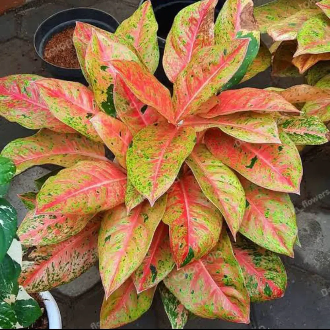 Aglaonema big roy İTHAL ADET