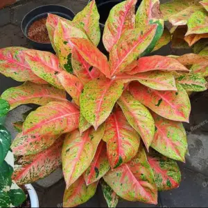 Aglaonema big roy ÖN SİPARİŞ