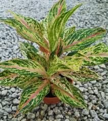 Aglaonema butterfly İTHAL ADET