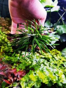Ophiopogon pusillis BUKET