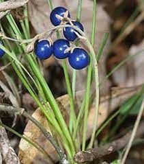 Ophiopogon pusillis BUKET