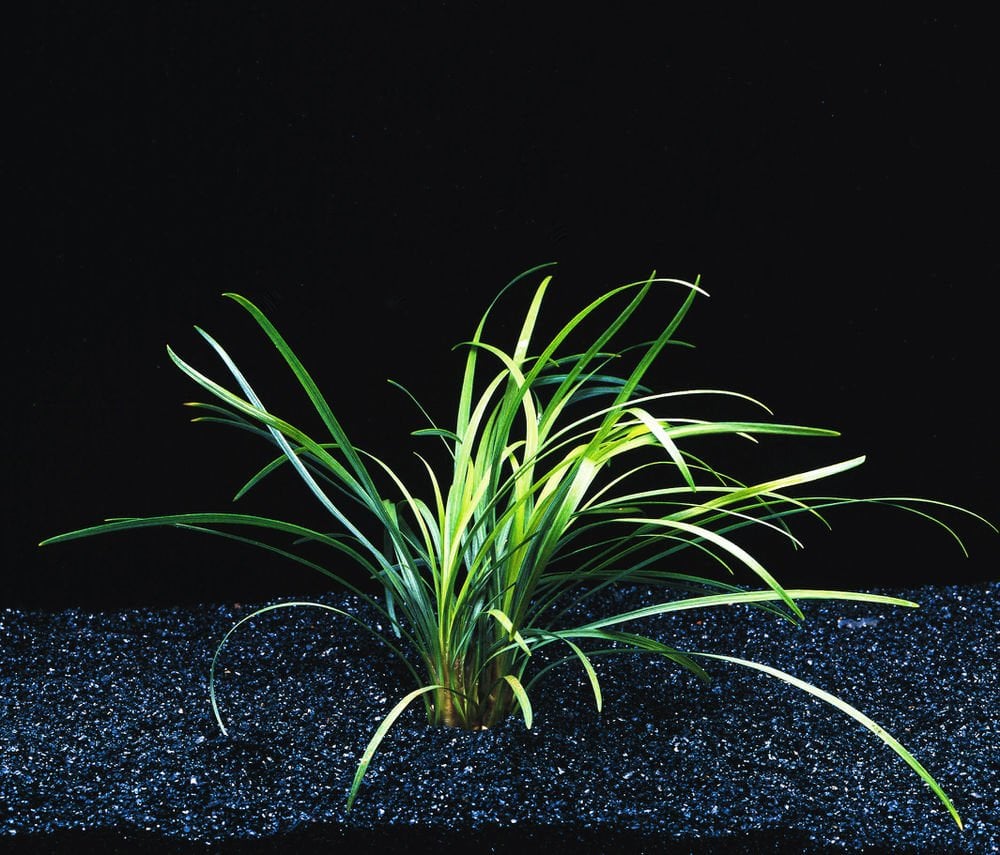Ophiopogon pusillis BUKET