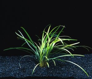 Ophiopogon pusillis BUKET