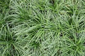 Ophiopogon pusillis BUKET