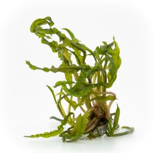 Cryptocoryne crispatula EXVITRO