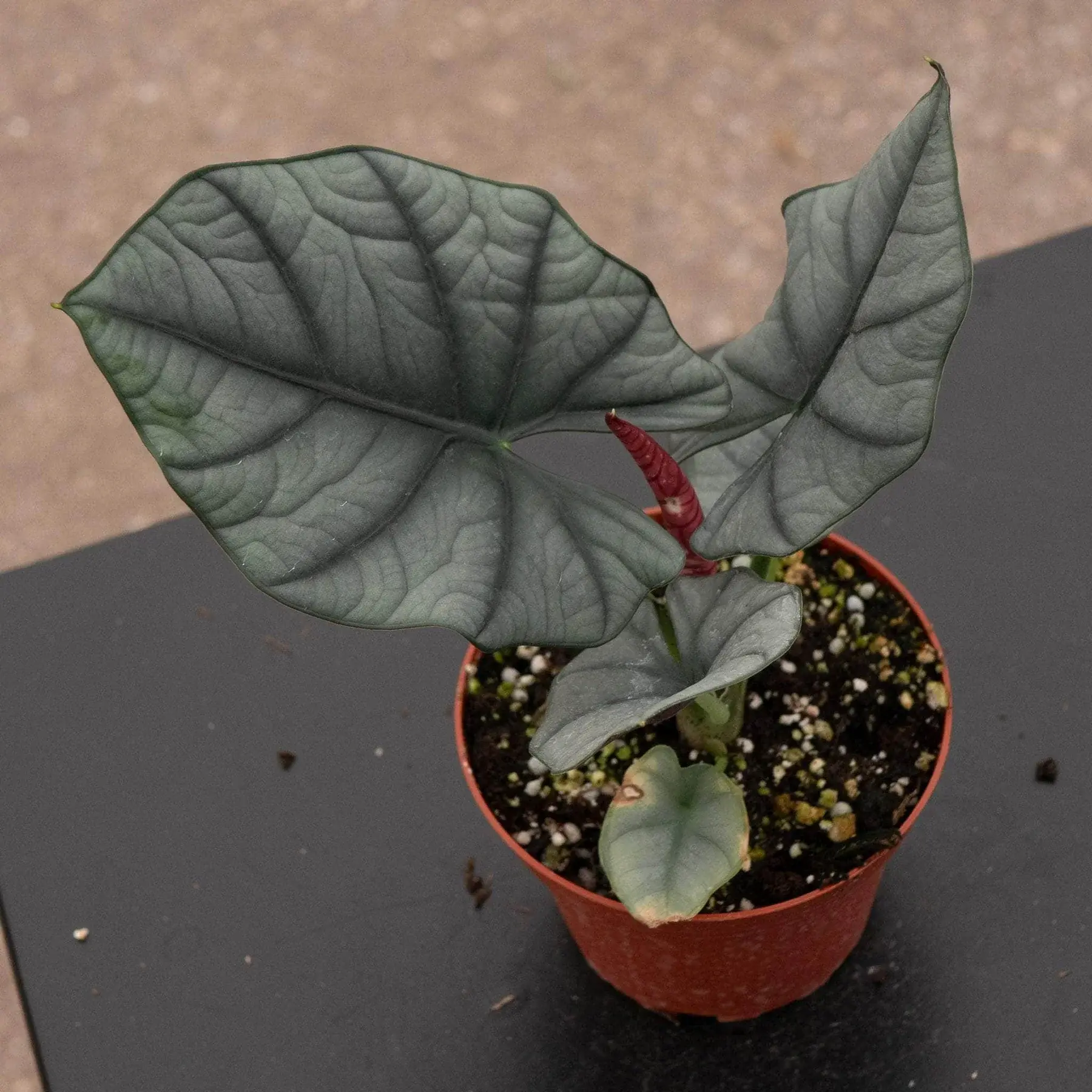 Alocasia reginae İTHAL ADET