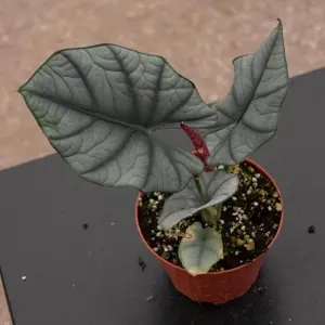Alocasia reginae