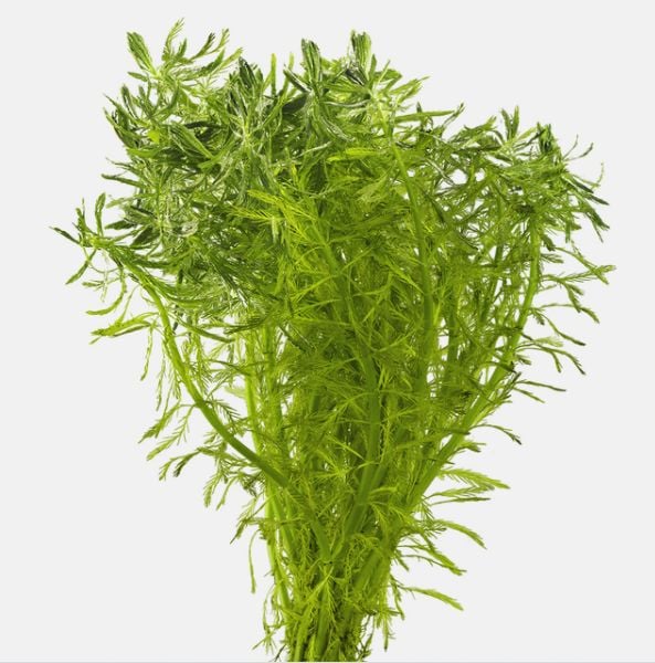 Myriophyllum aquatica BUKET