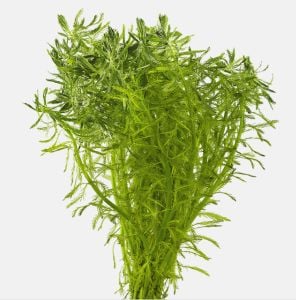 Myriophyllum aquatica BUKET 