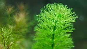 Myriophyllum aquatica BUKET