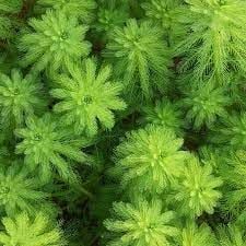 Myriophyllum aquatica BUKET