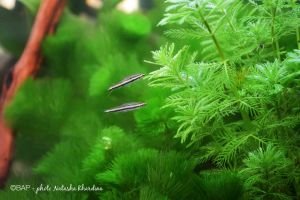 Myriophyllum aquatica BUKET