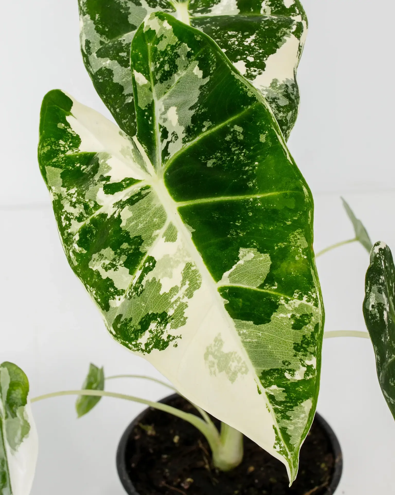 Alocasia frydek variegata İTHAL ADET