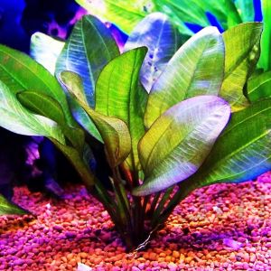 Echinodorus big bear ADET
