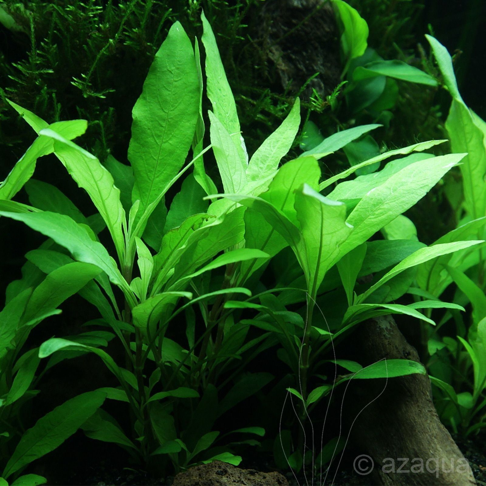 Hygrophila siamensis İTHAL BUKET