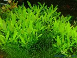 Hygrophila siamensis BUKET ÖN SİPARİŞ