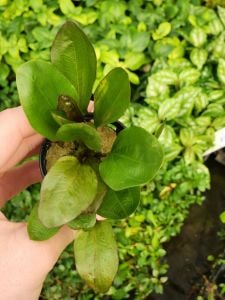 Echinodorus big bear ADET