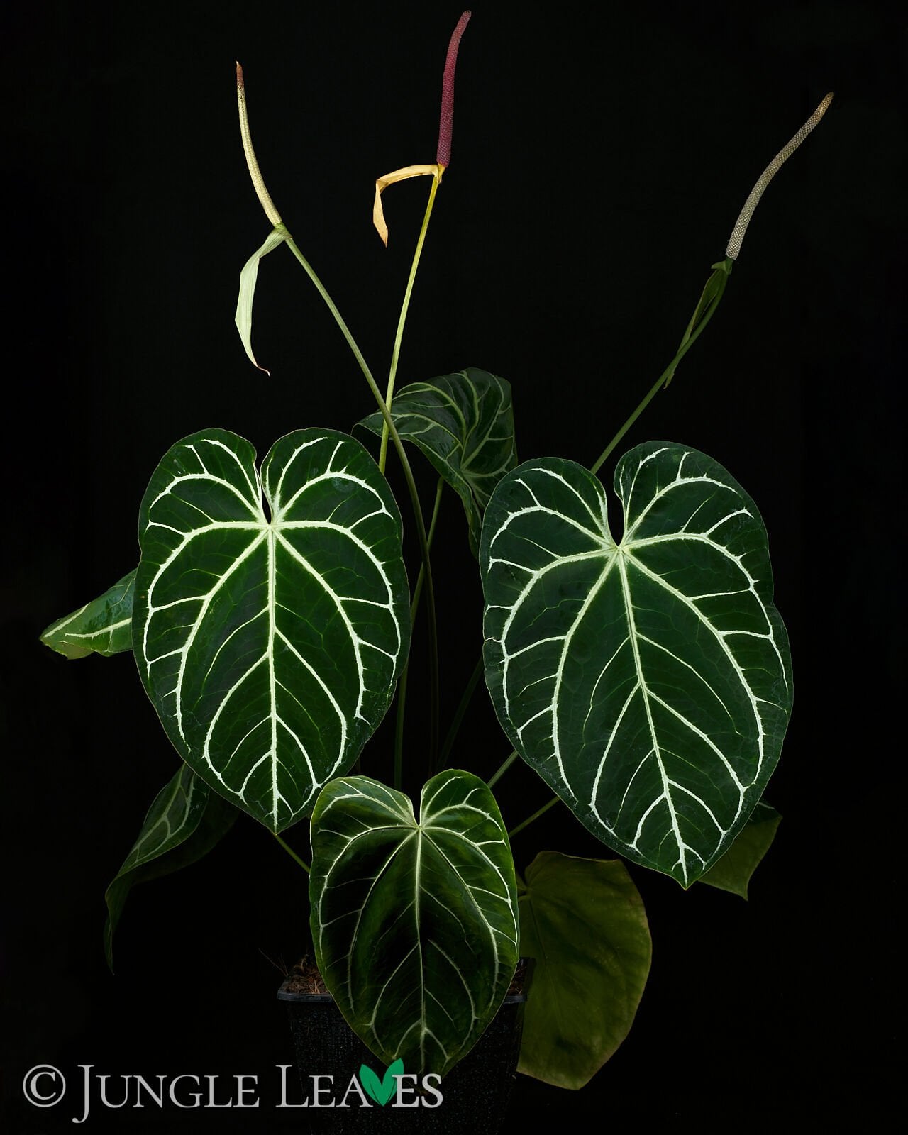 Anthurium crystallinum