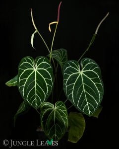 Anthurium crystallinum